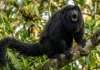 Como o cuxiú-preto combina a barba mais volumosa da Amazônia com vocalizações potentes para demarcar território na floresta