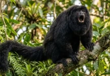 Como o cuxiú-preto combina a barba mais volumosa da Amazônia com vocalizações potentes para demarcar território na floresta