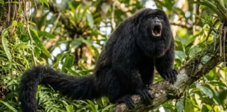 Como o cuxiú-preto combina a barba mais volumosa da Amazônia com vocalizações potentes para demarcar território na floresta
