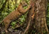 Como os arranhões da onça pintada em troncos revelam o tamanho do felino e organizam o ecossistema da Amazônia