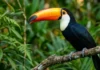 Como o bico do tucano atua como radiador térmico inovador para regular o calor na floresta da Amazônia