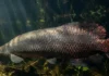 Como as escamas impenetráveis do pirarucu inspiram a engenharia de armaduras e protegem a biodiversidade da Amazônia