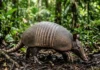 Como a palavra tatu de origem tupi revela a sabedoria dos povos originários sobre a biodiversidade da Amazônia
