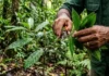 Como a extração do óleo essencial de pau rosa para a alta perfumaria mobiliza a ciência e a conservação na Amazônia
