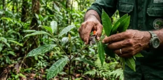 Como a extração do óleo essencial de pau rosa para a alta perfumaria mobiliza a ciência e a conservação na Amazônia