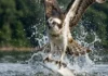Como a águia-pescadora utiliza adaptações anatômicas exclusivas para capturar peixes em mergulhos de alta velocidade