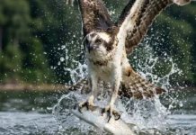 Como a águia-pescadora utiliza adaptações anatômicas exclusivas para capturar peixes em mergulhos de alta velocidade