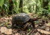 Como o tráfico ilegal do jabuti-piranga ameaça o equilíbrio ecológico e a biodiversidade das florestas tropicais brasileiras