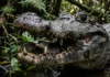 Como a fêmea do jacaré-açu utiliza cuidados maternos sofisticados para garantir a sobrevivência dos filhotes na Amazônia