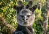 Como a diferença de tamanho entre fêmeas e machos do gavião-real otimiza a estratégia de caça no dossel amazônico