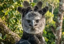 Como a diferença de tamanho entre fêmeas e machos do gavião-real otimiza a estratégia de caça no dossel amazônico