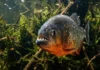 Como a mordida extrema da piranha-vermelha atua na limpeza biológica e na manutenção dos rios da Amazônia