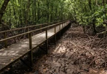 Como o turismo de vivência impulsiona a conservação dos manguezais costeiros e das espécies nativas no litoral paraense