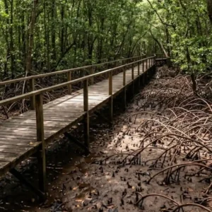 Como o turismo de vivência impulsiona a conservação dos manguezais costeiros e das espécies nativas no litoral paraense