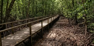 Como o turismo de vivência impulsiona a conservação dos manguezais costeiros e das espécies nativas no litoral paraense
