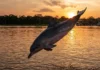Como o boto-tucuxi utiliza sua agilidade e saltos acrobáticos para sobreviver nos complexos ecossistemas aquáticos da Amazônia