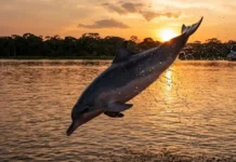 Como o boto-tucuxi utiliza sua agilidade e saltos acrobáticos para sobreviver nos complexos ecossistemas aquáticos da Amazônia