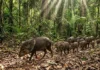 Como os grupos de caititu protegem as florestas tropicais e mantêm o equilíbrio da biodiversidade na Amazônia