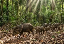 Como os grupos de caititu protegem as florestas tropicais e mantêm o equilíbrio da biodiversidade na Amazônia
