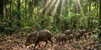 Como os grupos de caititu protegem as florestas tropicais e mantêm o equilíbrio da biodiversidade na Amazônia