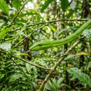 Como a cobra-cipó utiliza o mimetismo perfeito na Floresta Amazônica para desafiar predadores e garantir a sobrevivência