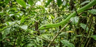 Como a cobra-cipó utiliza o mimetismo perfeito na Floresta Amazônica para desafiar predadores e garantir a sobrevivência