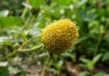 Como a maravilhosa planta jambu utiliza o espilantol para revolucionar a pesquisa médica e a odontologia com anestésicos naturais