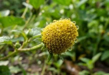 Como a maravilhosa planta jambu utiliza o espilantol para revolucionar a pesquisa médica e a odontologia com anestésicos naturais