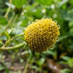 Como a maravilhosa planta jambu utiliza o espilantol para revolucionar a pesquisa médica e a odontologia com anestésicos naturais