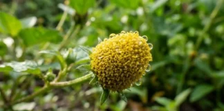 Como a maravilhosa planta jambu utiliza o espilantol para revolucionar a pesquisa médica e a odontologia com anestésicos naturais