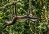 Como a cauda preênsil extraordinária do macaco-aranha garante sua sobrevivência absoluta nas copas mais altas da Floresta Amazônica