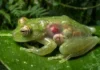 Como a fascinante perereca-de-vidro utiliza a transparência biológica na Floresta Amazônica para desafiar predadores e revolucionar a medicina