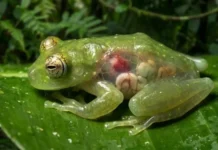Como a fascinante perereca-de-vidro utiliza a transparência biológica na Floresta Amazônica para desafiar predadores e revolucionar a medicina