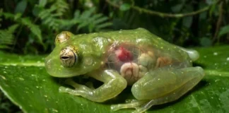 Como a fascinante perereca-de-vidro utiliza a transparência biológica na Floresta Amazônica para desafiar predadores e revolucionar a medicina