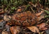 Como a camuflagem perfeita da surucucu-de-fogo desafia cientistas e molda o equilíbrio da biodiversidade na Amazônia
