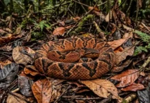 Como a camuflagem perfeita da surucucu-de-fogo desafia cientistas e molda o equilíbrio da biodiversidade na Amazônia