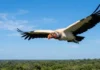 Como a soberania do urubu-rei nos céus regula a saúde ambiental e dita o ritmo da biodiversidade na Amazônia