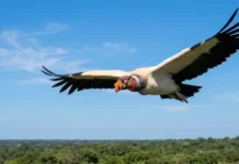 Como a soberania do urubu-rei nos céus regula a saúde ambiental e dita o ritmo da biodiversidade na Amazônia