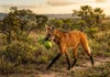 Como a parceria vital entre o lobo-guará e a lobeira garante a regeneração ecológica e preserva o Cerrado brasileiro