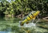 Como a força explosiva da mordida do tucunaré revoluciona a caça e reequilibra os rios da bacia hidrográfica na Amazônia