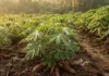 Como a raiz histórica da mandioca conecta a tradição ancestral tupi à segurança alimentar e sustentabilidade no Brasil