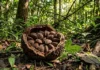 Como a alta concentração de selênio na castanha-do-pará combate o estresse oxidativo e protege a biodiversidade das florestas nativas