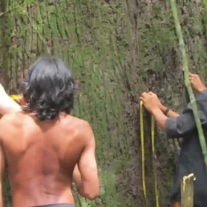 Como a engenharia linguística dos povos indígenas na Amazônia traduz conceitos biológicos únicos e protege o patrimônio da floresta