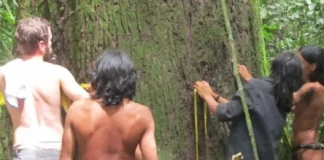 Como a engenharia linguística dos povos indígenas na Amazônia traduz conceitos biológicos únicos e protege o patrimônio da floresta