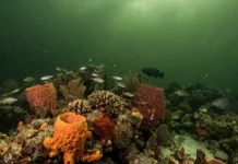 Como os recifes do coral amazônico sobrevivem sob as águas barrentas da foz do maior rio do mundo