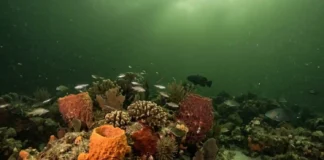 Como os recifes do coral amazônico sobrevivem sob as águas barrentas da foz do maior rio do mundo