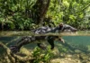 Como a cuíca-d’água desafia a evolução sendo o único marsupial com hábitos aquáticos de todas as Américas