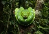 Como a cobra-papagaio utiliza a visão térmica para caçar morcegos na escuridão profunda da floresta Amazônica