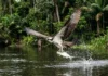 Como a águia-pescadora cruza continentes inteiros para encontrar refúgio e alimento nos rios da Amazônia