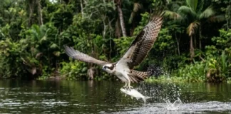 Como a águia-pescadora cruza continentes inteiros para encontrar refúgio e alimento nos rios da Amazônia